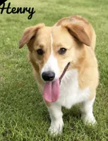 Henry, a male Pembroke Welsh Corgi for sale in Pink Hill, NC – 7 of 7