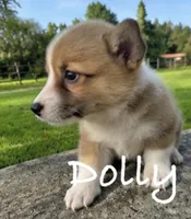 Dolly, a female Pembroke Welsh Corgi for sale in Pink Hill, NC – 3 of 4
