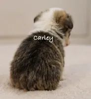 Carley, a female Pembroke Welsh Corgi for sale in Pink Hill, NC – 2 of 6