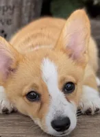 Ellie, a female Pembroke Welsh Corgi for sale in Pink Hill, NC – 2 of 6