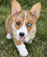 Dom, a male Pembroke Welsh Corgi for sale in Pink Hill, NC – 7 of 8