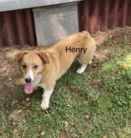 Henry, a male Pembroke Welsh Corgi for sale in Pink Hill, NC – 2 of 3