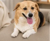 Allie, a female Pembroke Welsh Corgi for sale in Pink Hill, NC – 2 of 6