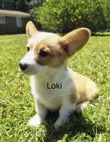 Loki, a female Cardigan Welsh Corgi for sale in Pink Hill, NC – 3 of 6