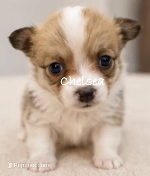 Chelsea – Pembroke Welsh Corgi puppy for sale in Pink Hill, NC