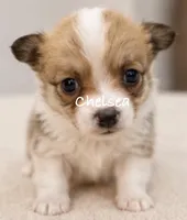 Chelsea, a female Pembroke Welsh Corgi for sale in Pink Hill, NC – 1 of 6