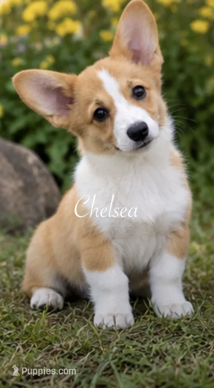 Chelsea – Pembroke Welsh Corgi puppy for sale in Pink Hill, NC
