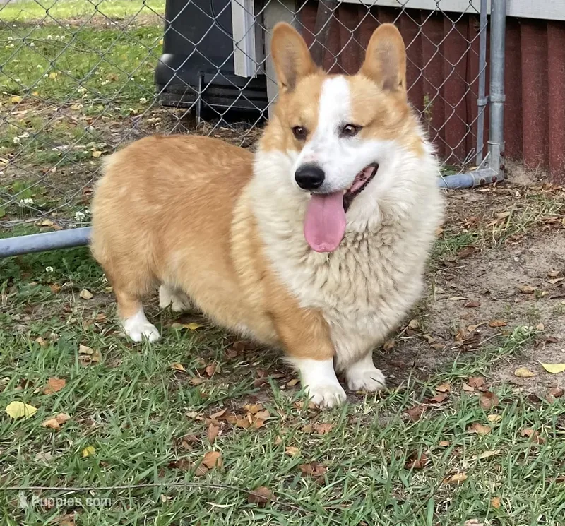 Roscoe – Pembroke Welsh Corgi puppy for sale in Pink Hill, NC