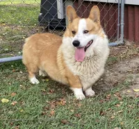 Roscoe, a male Pembroke Welsh Corgi for sale in Pink Hill, NC – 1 of 3