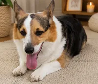 Cocoa, a female Pembroke Welsh Corgi for sale in Pink Hill, NC – 2 of 10