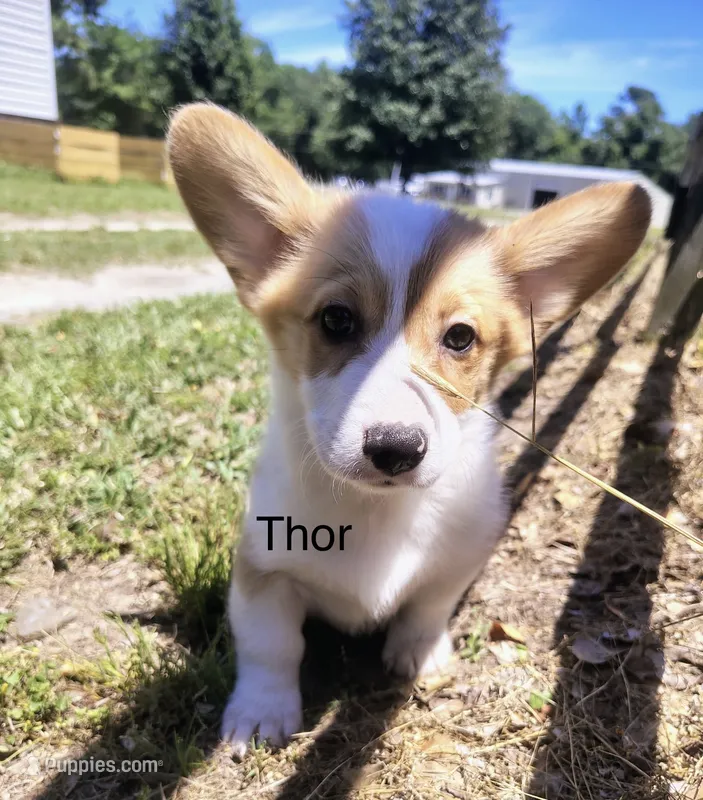 Thor  – Cardigan Welsh Corgi puppy for sale in Pink Hill, NC