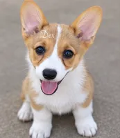 Dex, a male Pembroke Welsh Corgi for sale in Pink Hill, NC – 5 of 7
