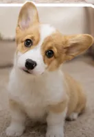 Loki, a female Pembroke Welsh Corgi for sale in Pink Hill, NC – 2 of 5