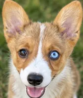 Dom, a male Pembroke Welsh Corgi for sale in Pink Hill, NC – 3 of 8