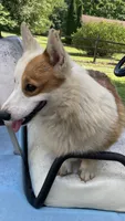 Casper, a male Pembroke Welsh Corgi for sale in Pink Hill, NC – 3 of 5