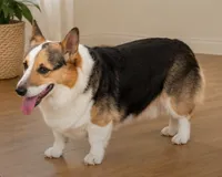 Cocoa, a female Pembroke Welsh Corgi for sale in Pink Hill, NC – 6 of 10