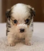 Carley, a female Pembroke Welsh Corgi for sale in Pink Hill, NC – 3 of 6