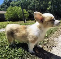 Brynn, a female Cardigan Welsh Corgi for sale in Pink Hill, NC – 3 of 6
