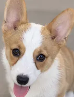 Elise, a female Pembroke Welsh Corgi for sale in Pink Hill, NC – 6 of 6