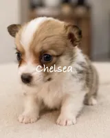 Chelsea, a female Pembroke Welsh Corgi for sale in Pink Hill, NC – 2 of 6