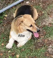 Allie, a female Pembroke Welsh Corgi for sale in Pink Hill, NC – 3 of 3