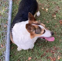 Cocoa, a female Pembroke Welsh Corgi for sale in Pink Hill, NC – 3 of 3
