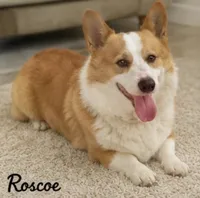 Roscoe, a male Pembroke Welsh Corgi for sale in Pink Hill, NC – 4 of 6