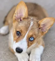 Dom, a male Pembroke Welsh Corgi for sale in Pink Hill, NC – 2 of 8