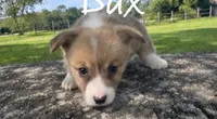 Dax, a male Pembroke Welsh Corgi for sale in Pink Hill, NC – 4 of 4