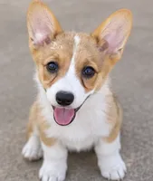 Dex, a male Pembroke Welsh Corgi for sale in Pink Hill, NC – 1 of 7