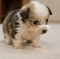 Carley, a female Pembroke Welsh Corgi for sale in Pink Hill, NC – 4 of 6