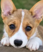 Dex, a male Pembroke Welsh Corgi for sale in Pink Hill, NC – 3 of 7