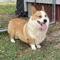 Roscoe, a male Pembroke Welsh Corgi for sale in Pink Hill, NC – 2 of 3