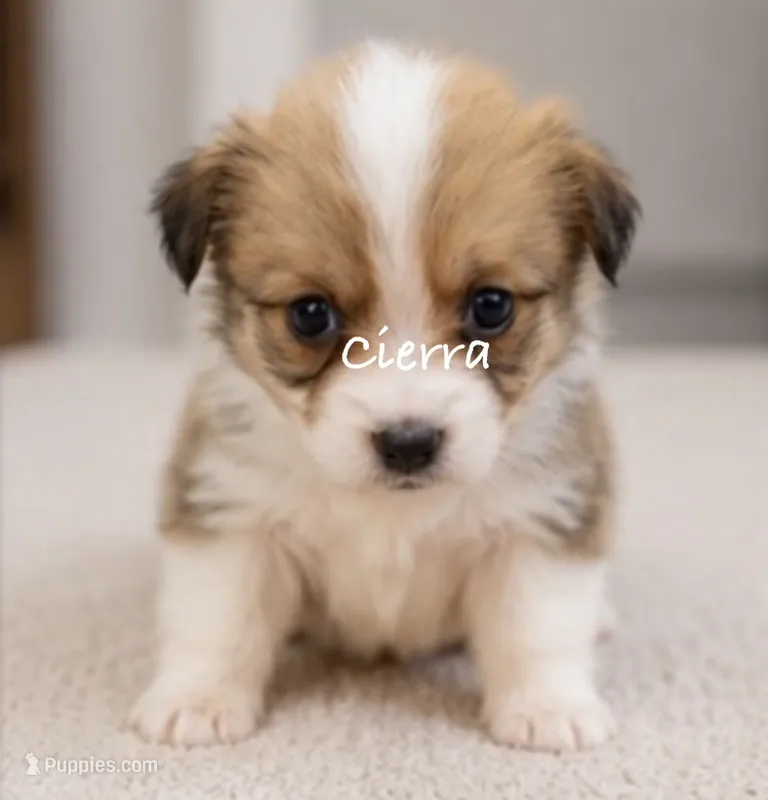 Cierra – Pembroke Welsh Corgi puppy for sale in Pink Hill, NC