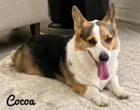 Cocoa, a female Pembroke Welsh Corgi for sale in Pink Hill, NC – 3 of 10