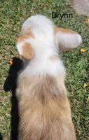 Brynn, a female Cardigan Welsh Corgi for sale in Pink Hill, NC – 6 of 6