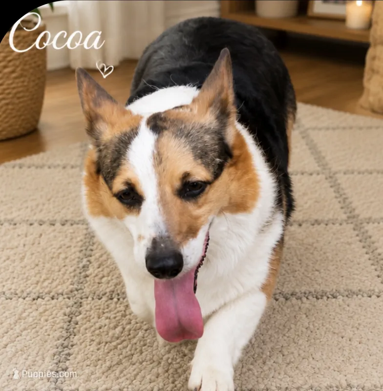 Cocoa – Pembroke Welsh Corgi puppy for sale in Pink Hill, NC