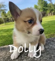 Dolly, a female Pembroke Welsh Corgi for sale in Pink Hill, NC – 2 of 4