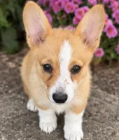 Ellie, a female Pembroke Welsh Corgi for sale in Pink Hill, NC – 5 of 6