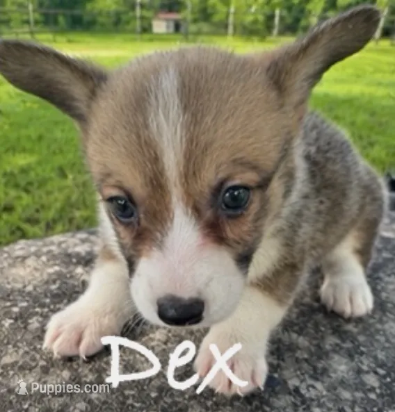 Dex – Pembroke Welsh Corgi puppy for sale in Pink Hill, NC