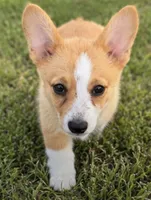 Ellie, a female Pembroke Welsh Corgi for sale in Pink Hill, NC – 6 of 6