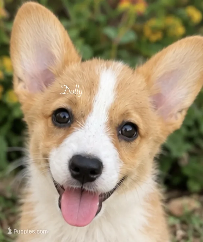 Dolly – Pembroke Welsh Corgi puppy for sale in Pink Hill, NC