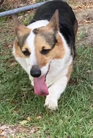 Cocoa, a female Pembroke Welsh Corgi for sale in Pink Hill, NC – 2 of 3