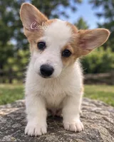 Carley, a female Pembroke Welsh Corgi for sale in Pink Hill, NC – 5 of 7