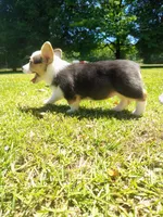 Athena , a female Cardigan Welsh Corgi for sale in Pink Hill, NC – 4 of 5