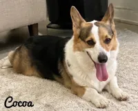 Cocoa, a female Pembroke Welsh Corgi for sale in Pink Hill, NC – 8 of 10