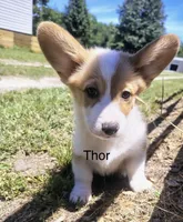 Thor , a female Cardigan Welsh Corgi for sale in Pink Hill, NC – 3 of 4