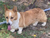Oakley, a female Pembroke Welsh Corgi for sale in Pink Hill, NC – 2 of 3