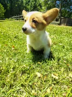 Loki, a female Cardigan Welsh Corgi for sale in Pink Hill, NC – 5 of 6