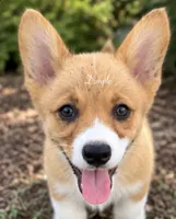 Dimple, a female Pembroke Welsh Corgi for sale in Pink Hill, NC – 3 of 7